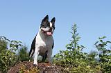 BOSTON TERRIER 012